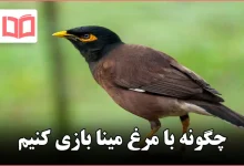 چگونه با مرغ مینا بازی کنیم