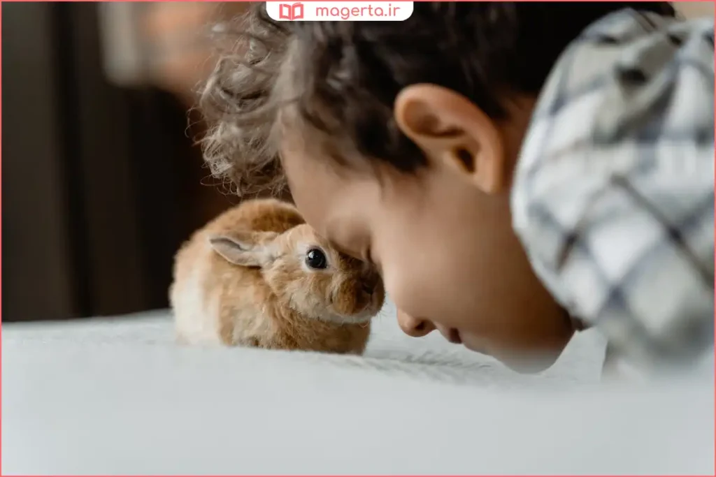 خرگوش خانگی در حال بازی با توپ پلاستیکی کوچک روی زمین