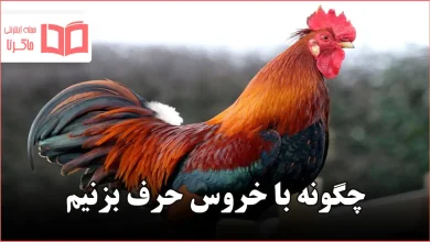 چگونه با خروس حرف بزنیم