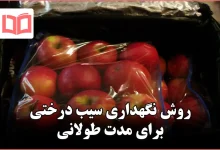 روش نگهداری سیب درختی برای مدت طولانی