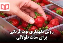 روش نگهداری توت فرنگی برای مدت طولانی