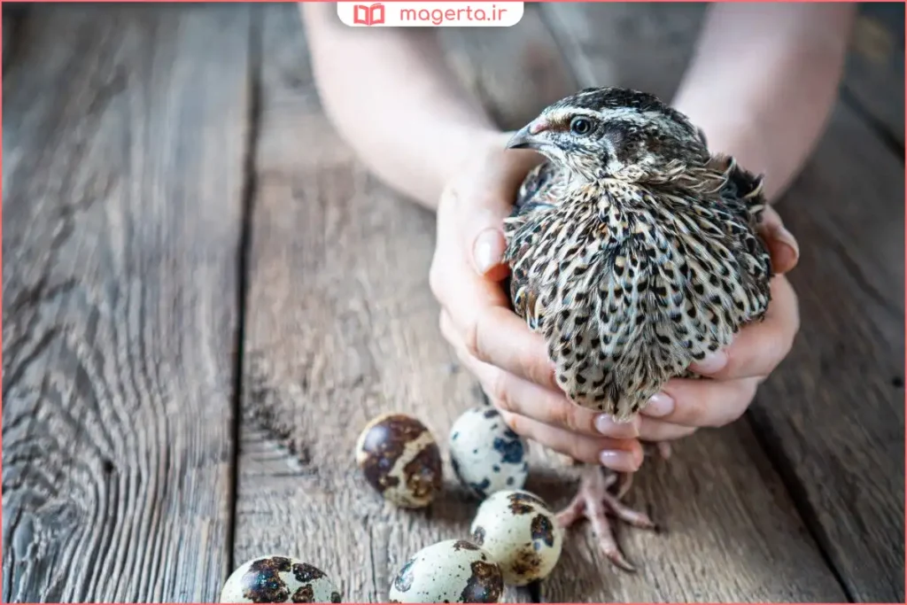 فردی در حال صحبت آرام با بلدرچین در قفس برای ایجاد انس