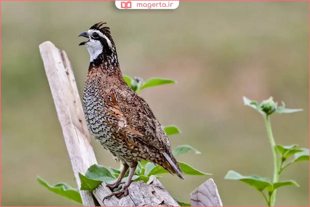 آموزش تقلید صدا برای جلب واکنش بلدرچین در محیط آرام