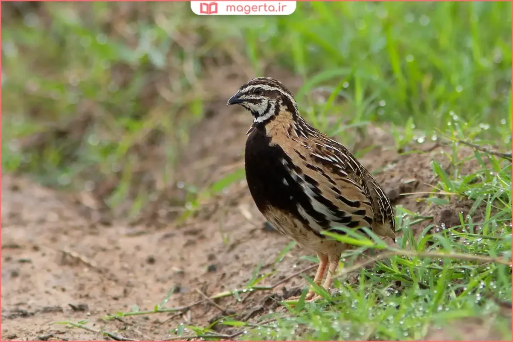 بلدرچین در حال پاسخ به صدا و حرکت دست صاحبش

