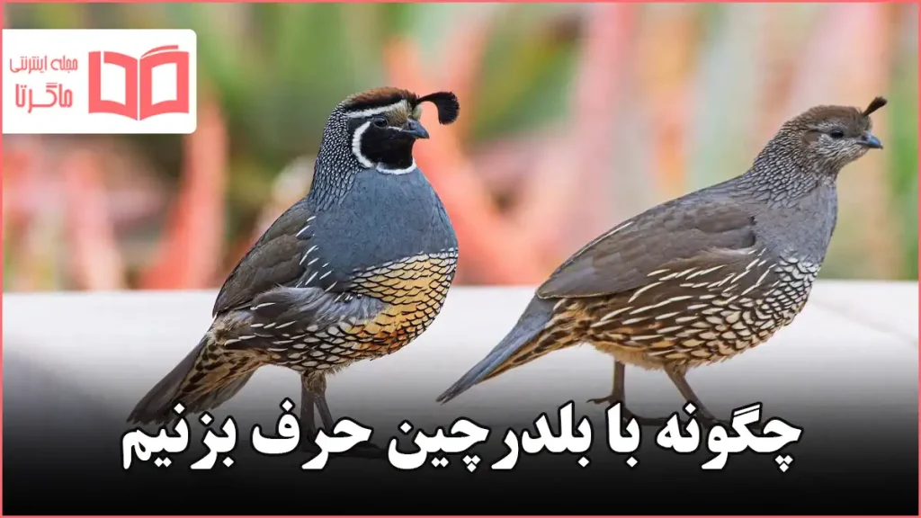 چگونه با بلدرچین حرف بزنیم