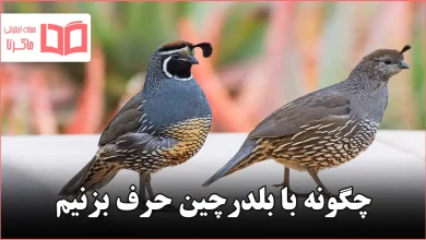 چگونه با بلدرچین حرف بزنیم