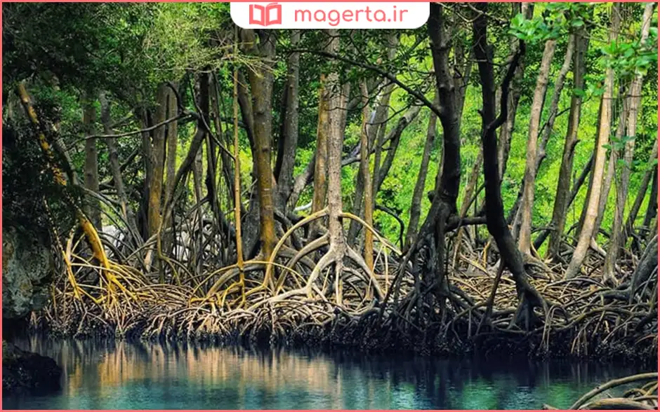 جنگل‌های حرا