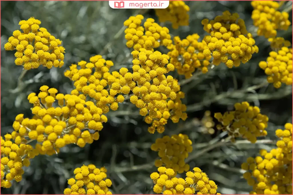 شاخههای سبز گیاه افسنطین با برگهای نقرهای و عطر تند طبیعی