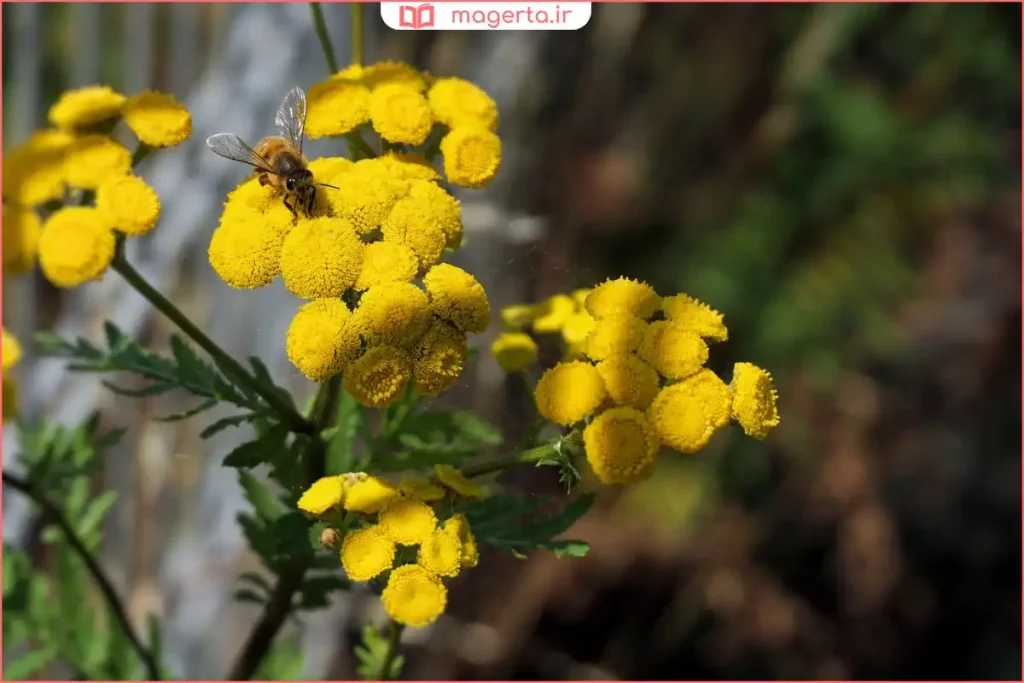 فنجان دمنوش افسنطین برای بهبود هضم و تقویت سیستم گوارش