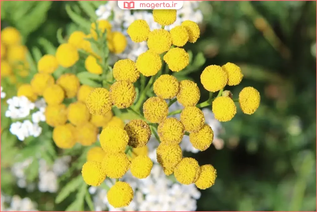 بوته تازه افسنطین در باغچه با نور خورشید و خاک مرطوب