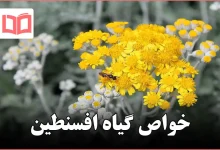 خواص گیاه افسنطین
