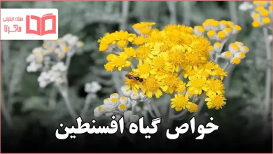 خواص گیاه افسنطین