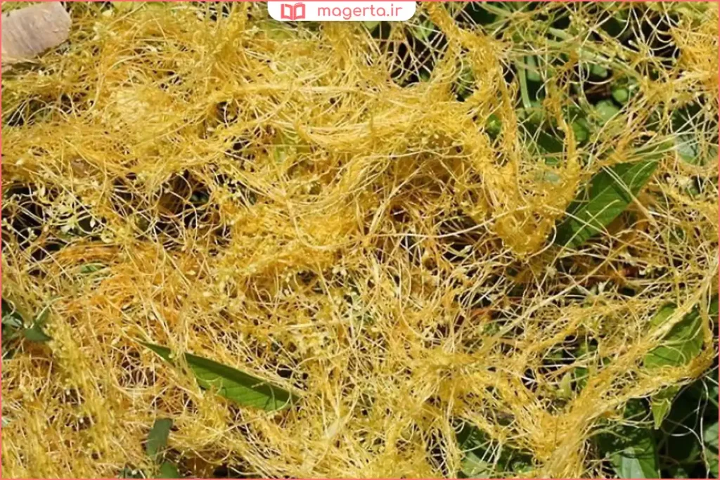 شاخههای نازک و پیچکمانند گیاه افتیمون روی بوته سبز میزبان