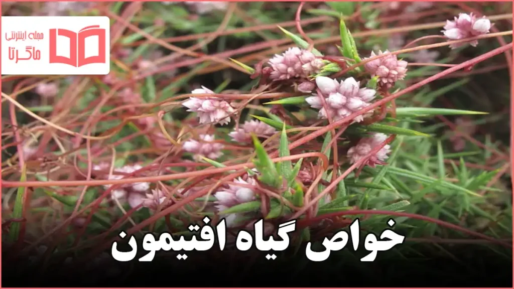 خواص گیاه افتیمون