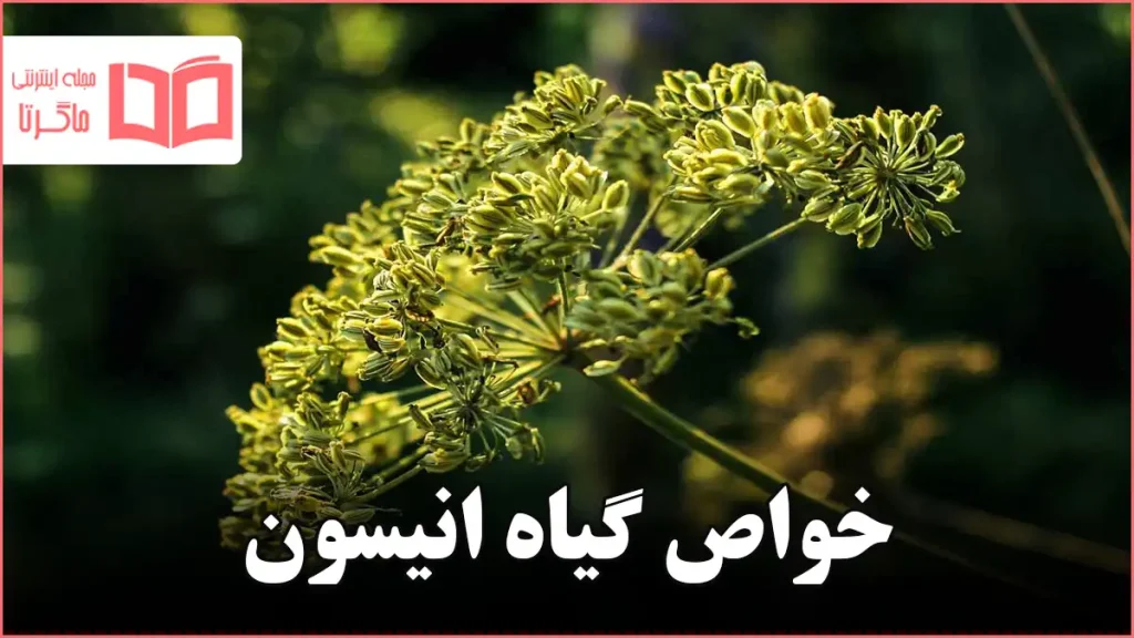 خواص گیاه انیسون