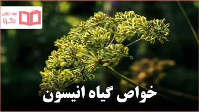 خواص گیاه انیسون