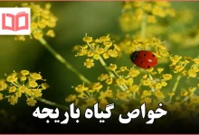 خواص گیاه باریجه