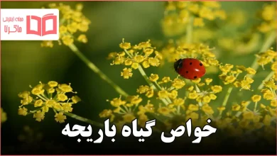 خواص گیاه باریجه