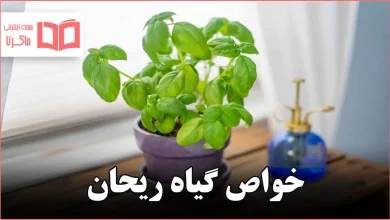 خواص گیاه ریحان