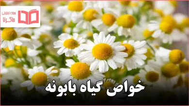 خواص گیاه بابونه
