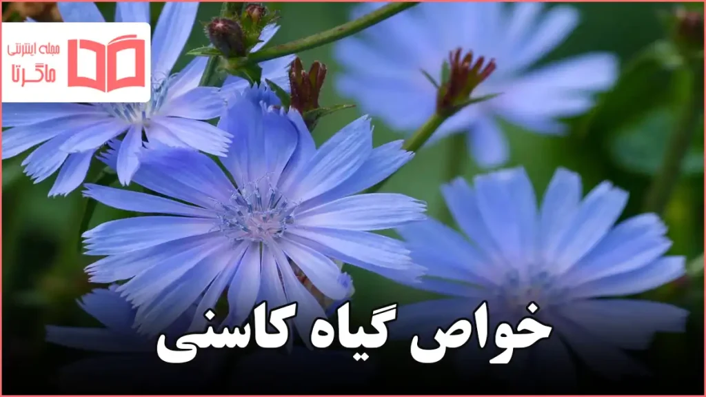 خواص گیاه کاسنی