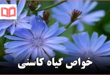 خواص گیاه کاسنی