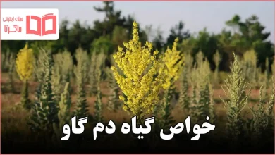 خواص گیاه دم گاو