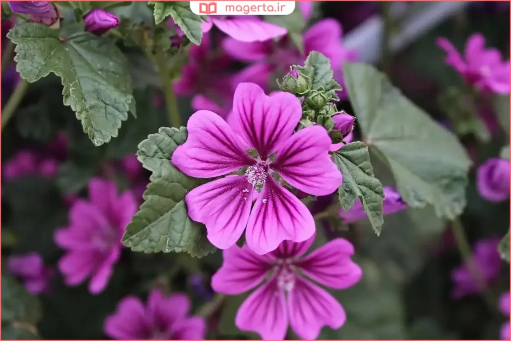 گلهای بنفش گیاه نونکلاغ یا پنیرک در باغچه با برگهای پهن سبز