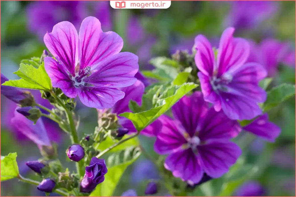 گل پنیرک تازه با رنگ بنفش در کنار برگهای سبز در نور طبیعی