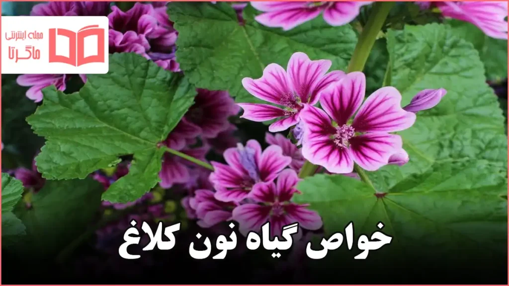 خواص گیاه نون کلاغ