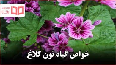 خواص گیاه نون کلاغ