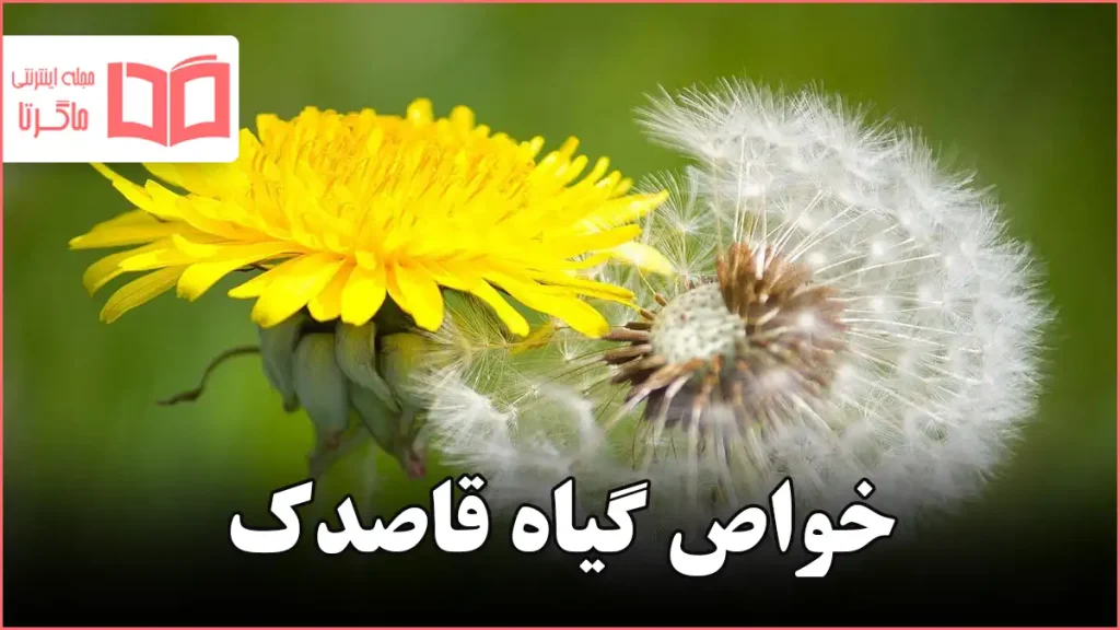 خواص گیاه قاصدک