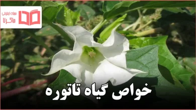 خواص گیاه تاتوره