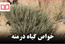 خواص گیاه درمنه