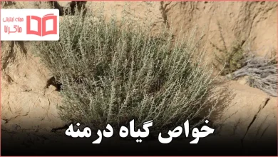 خواص گیاه درمنه