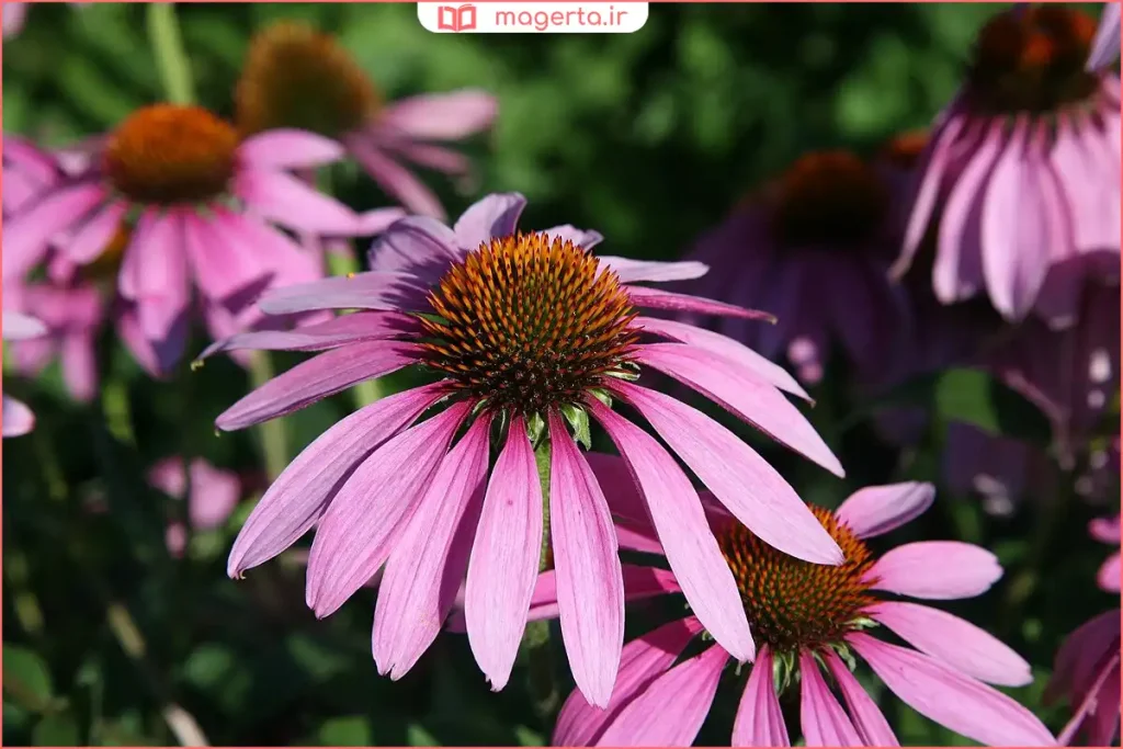 گل‌های صورتی و بنفش گیاه سرخارگل در دشت طبیعی زیر نور آفتاب