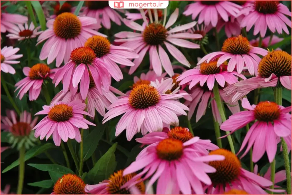 نمای نزدیک از گل سرخارگل با مرکز مخروطی و گلبرگ‌های روشن