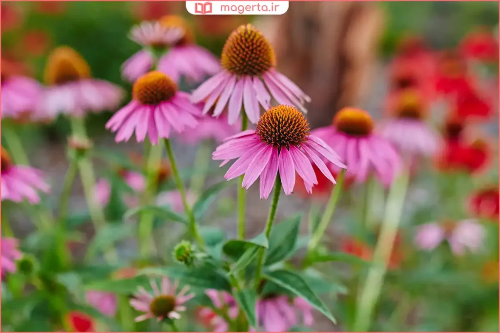 بوته‌های سرخارگل در مزرعه گیاهان دارویی با پس‌زمینه سبز