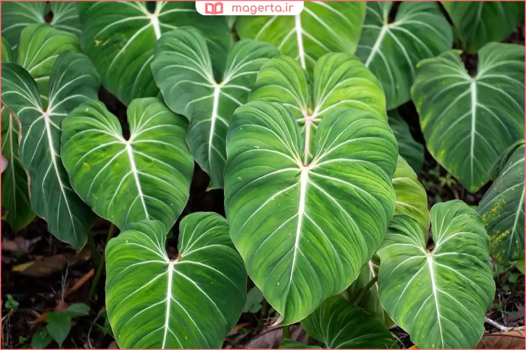 گیاه فیلگوش با برگهای بزرگ و سبز در جنگل مرطوب