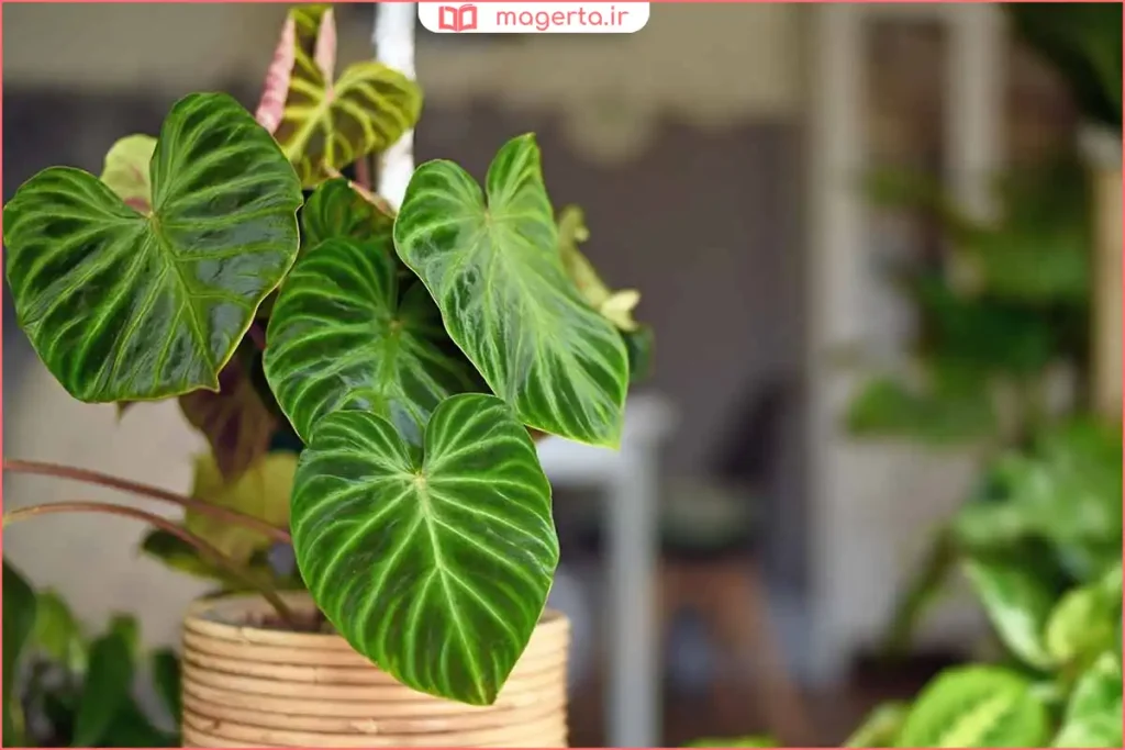 نمای نزدیک از برگ پهن و براق گیاه فیلگوش در نور خورشید