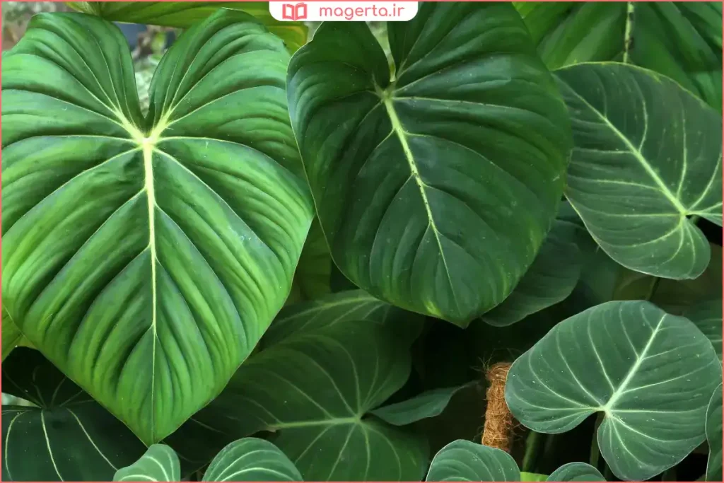 گیاه فیلگوش رشد کرده در خاک مرطوب جنگل استوایی