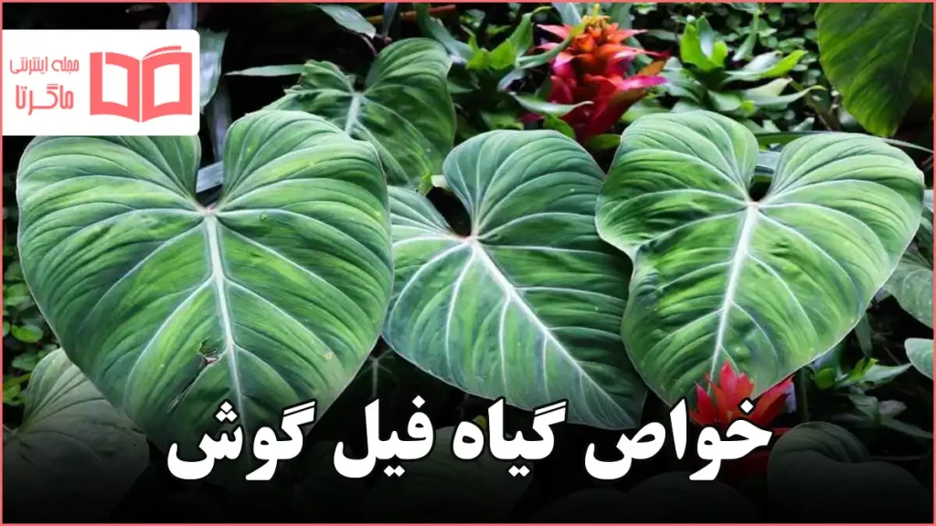 خواص گیاه فیل گوش