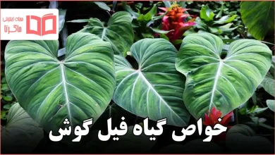 خواص گیاه فیل گوش