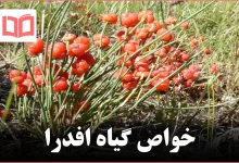 خواص گیاه افدرا