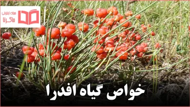خواص گیاه افدرا