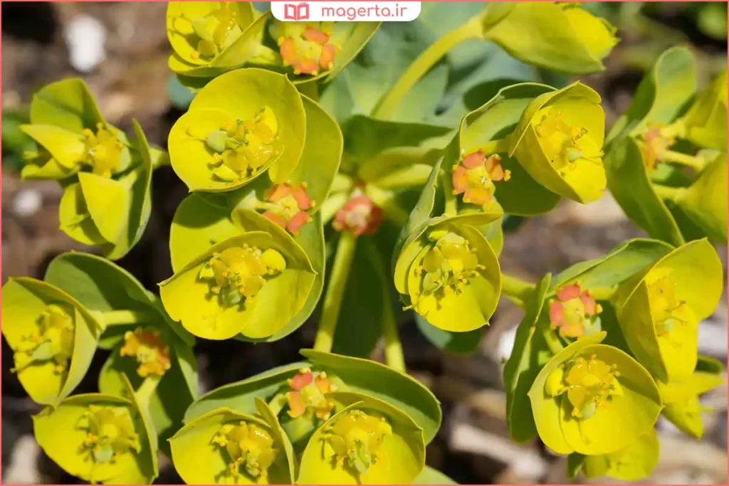 گیاه فرفیون وحشی در حال رشد میان سنگها در طبیعت