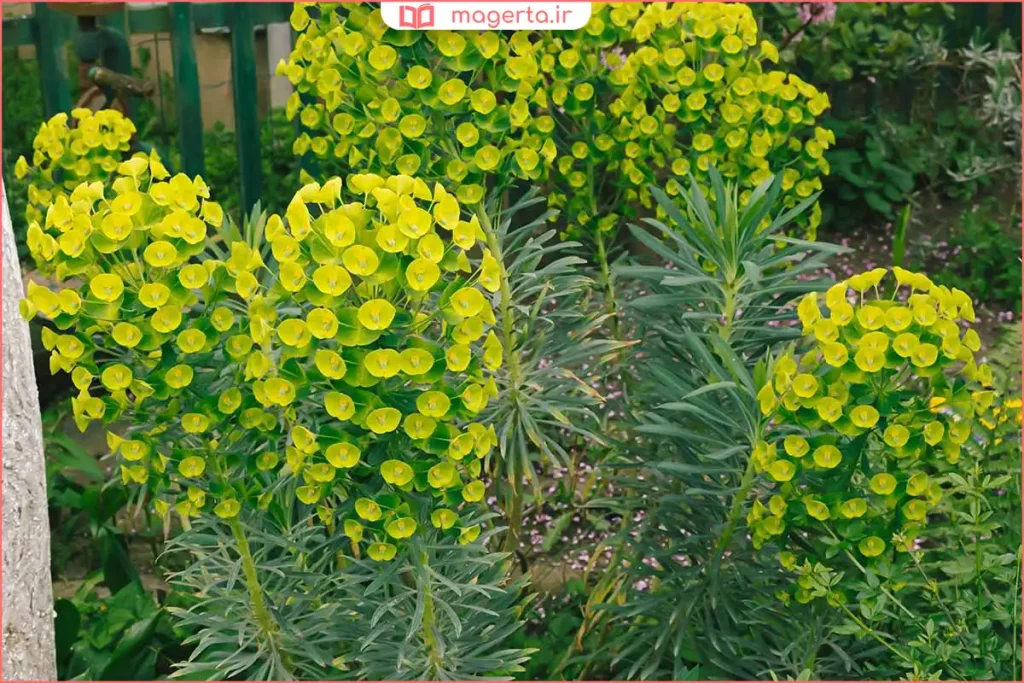 نمای نزدیک از برگها و شیره سفید فرفیون در محیط طبیعی