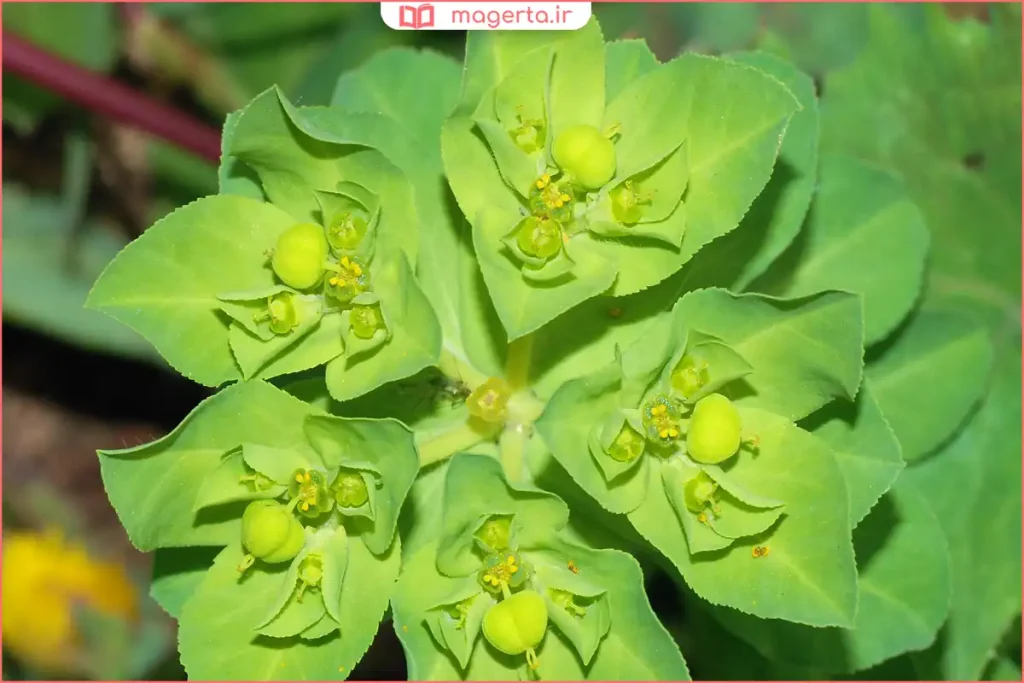 بوته فرفیون در زمین خشک و آفتابی کوهستان