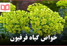 خواص گیاه فرفیون