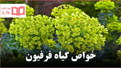 خواص گیاه فرفیون